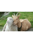 Moutons - Chèvres